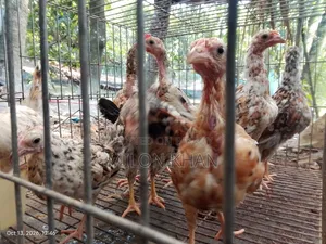 Deshi Chickens