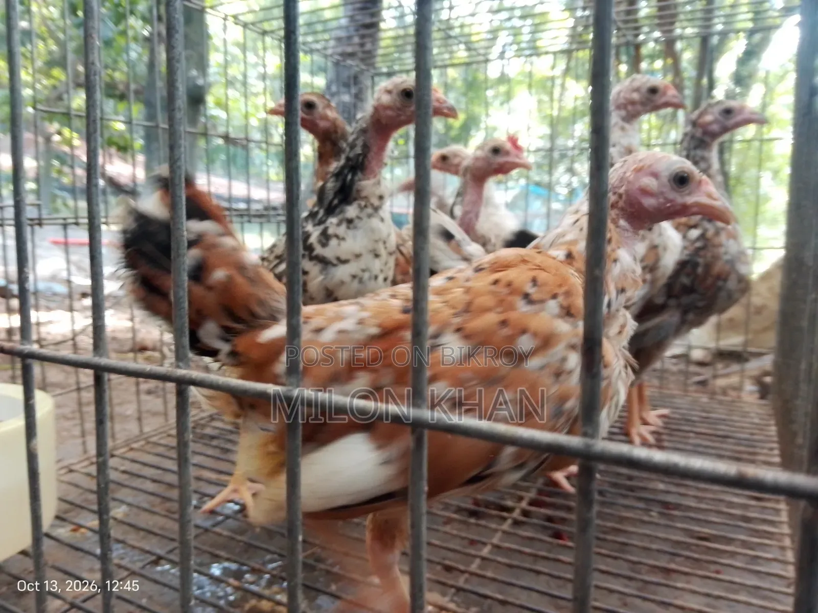 Deshi Chickens
