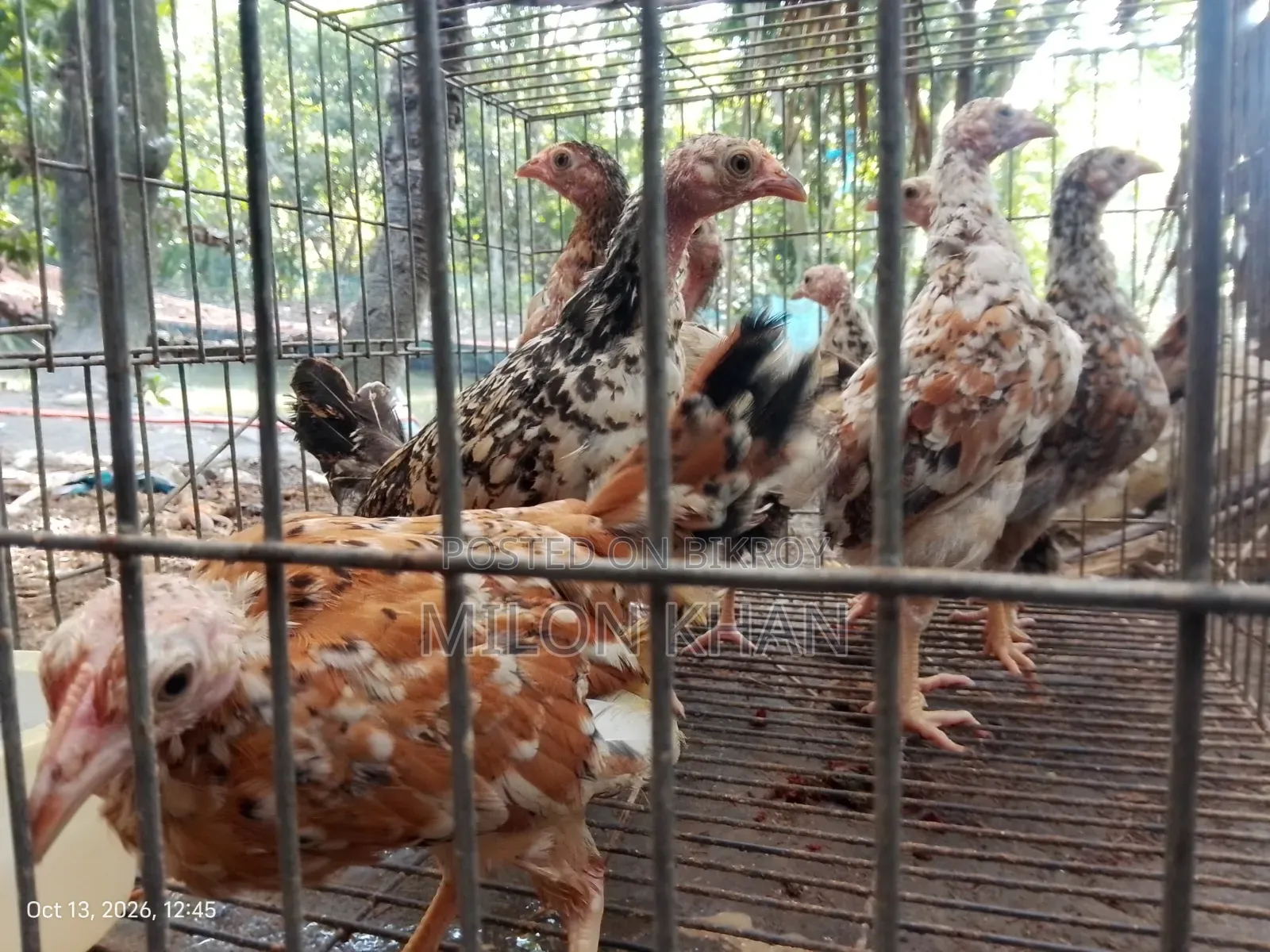 Deshi Chickens
