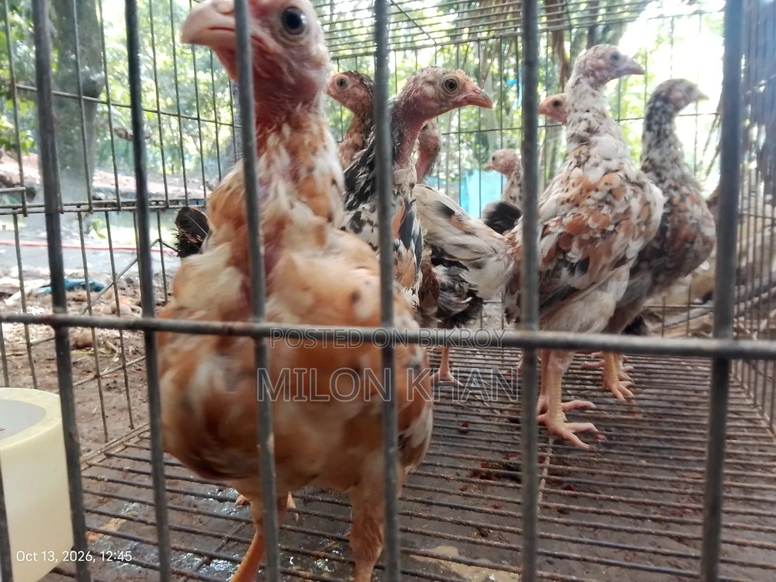 Deshi Chickens