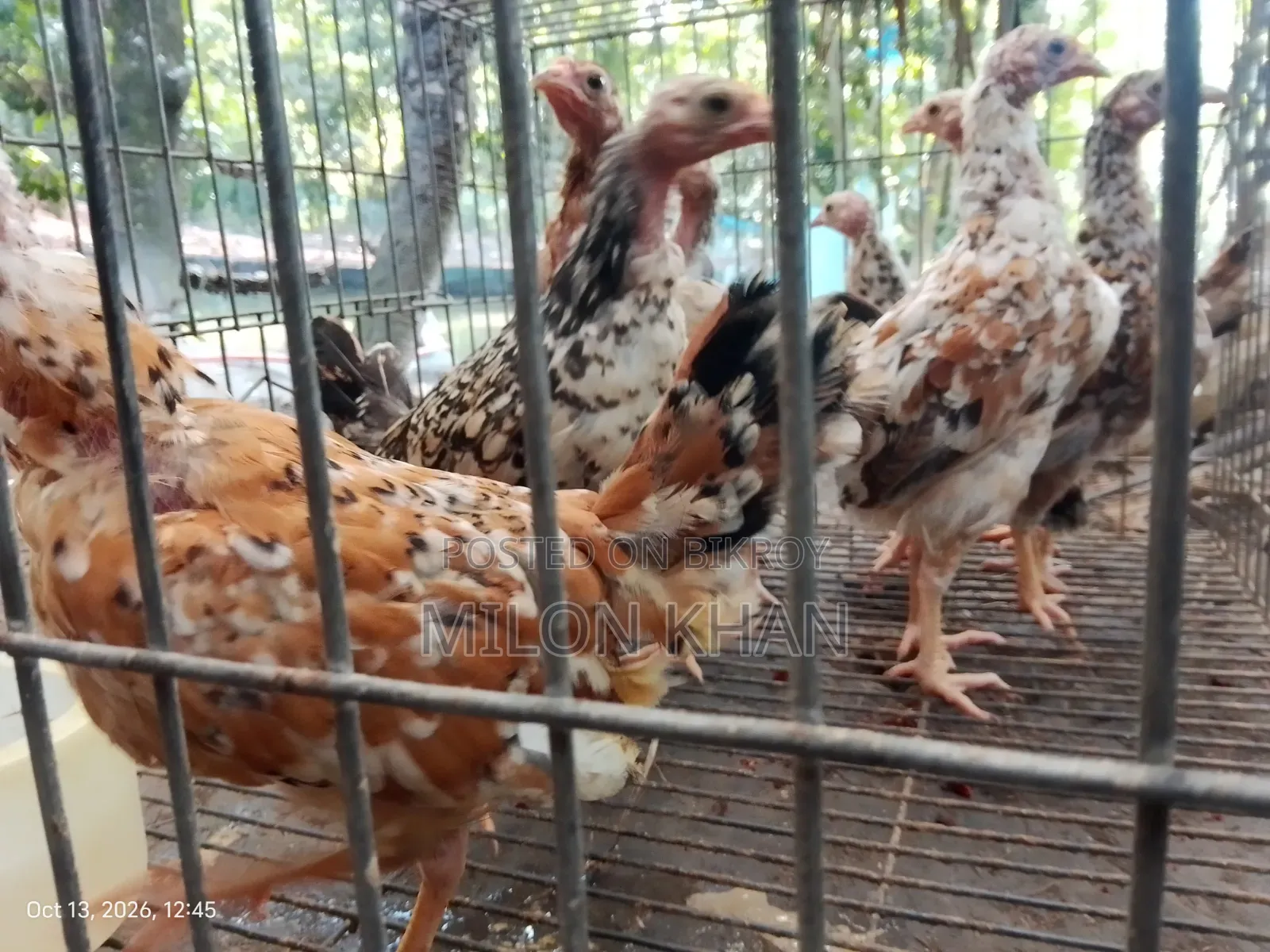 Deshi Chickens