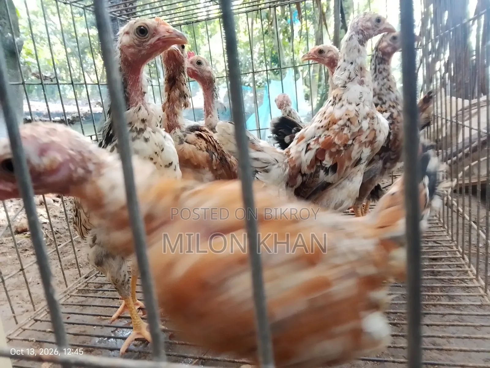 Deshi Chickens