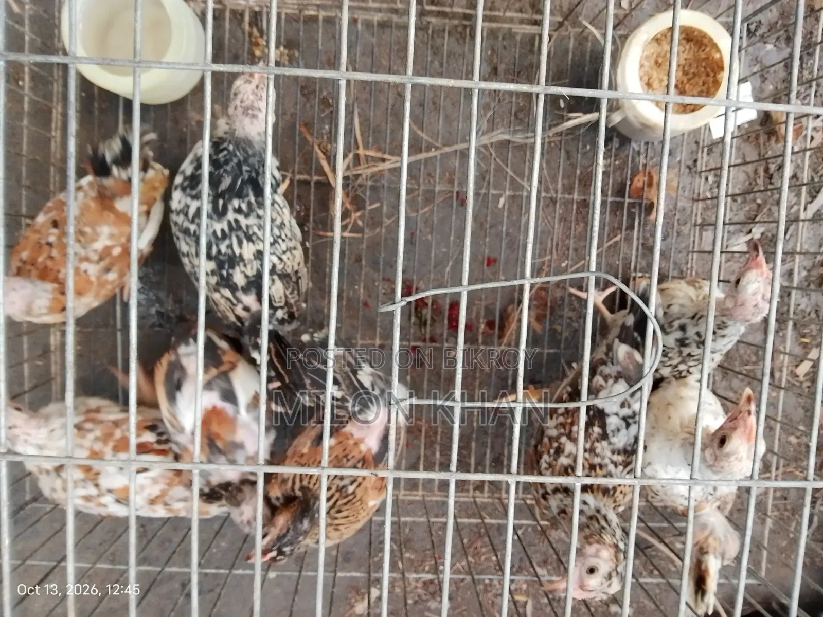 Deshi Chickens