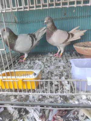 Racing Pigeons Running