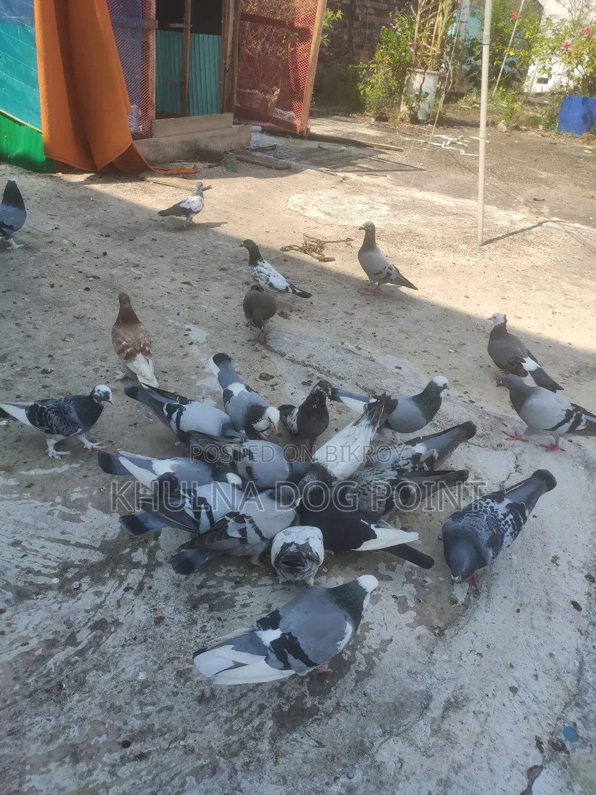 Racing Pigeons Running