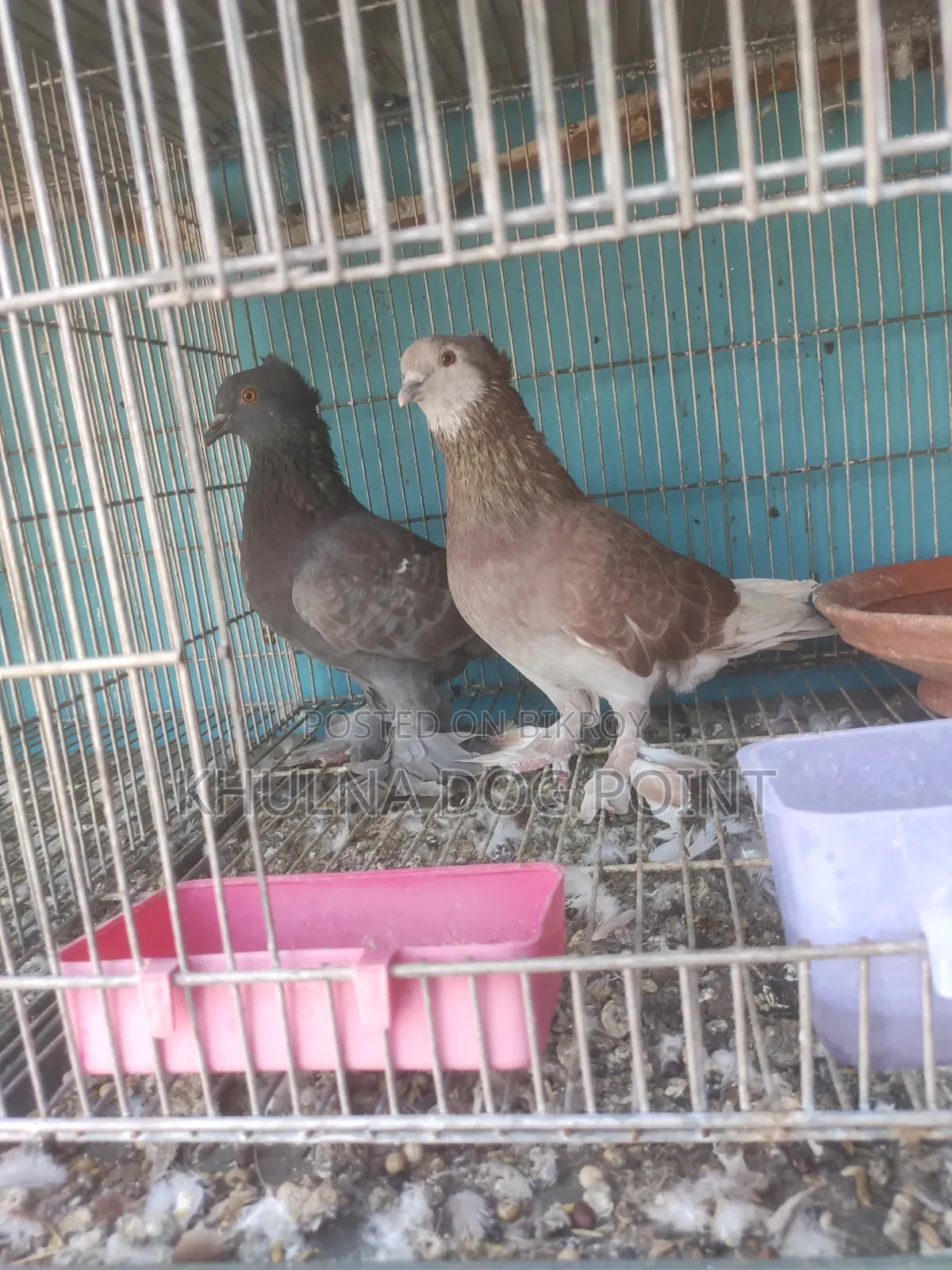 Racing Pigeons Running
