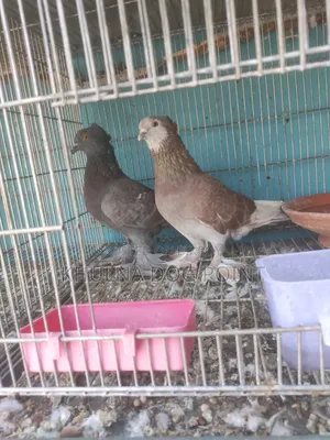 Racing Pigeons Running