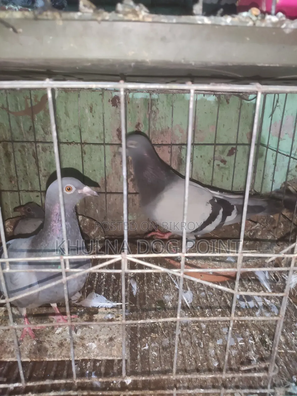 Racing Pigeons Running
