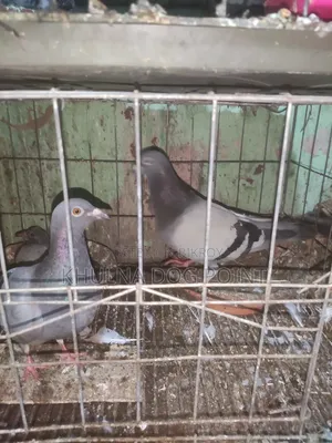 Racing Pigeons Running