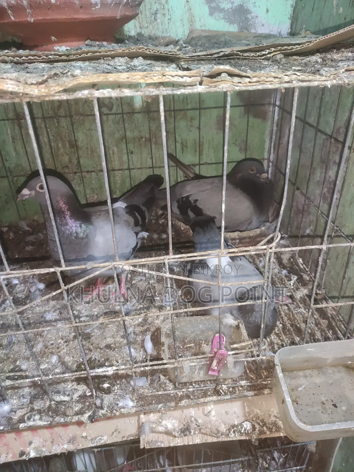 Racing Pigeons Running