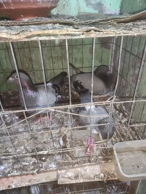 Racing Pigeons Running