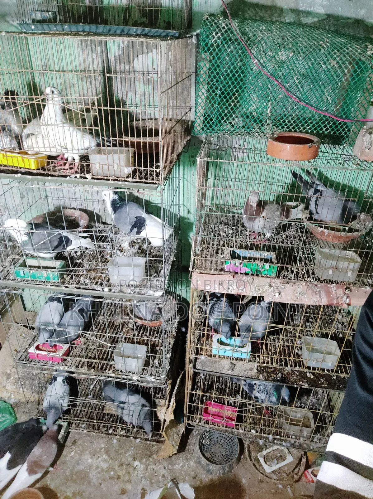 Racing Pigeons Running