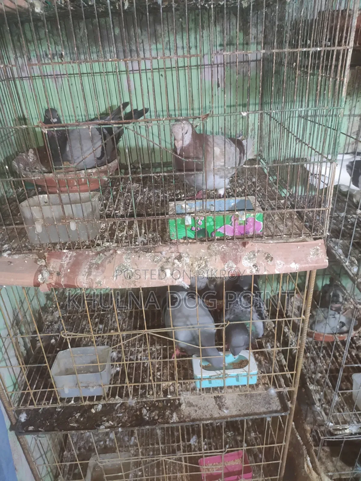 Racing Pigeons Running