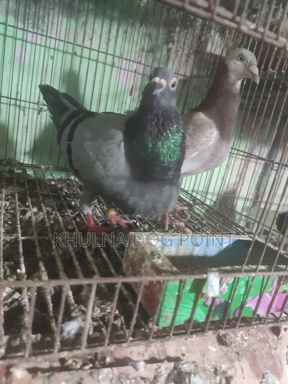 Racing Pigeons Running