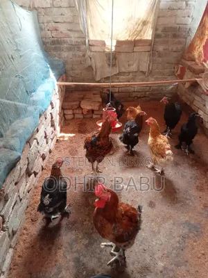 Tiger Hen