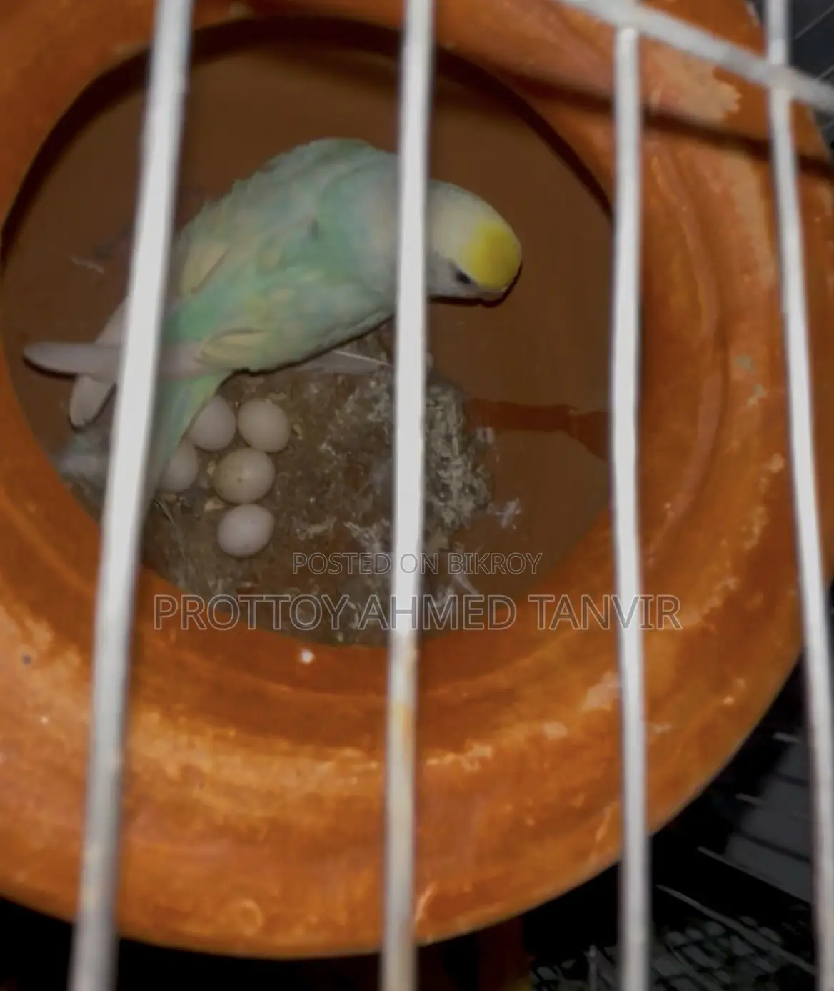A Pair of Rainbow Budgie Birds with Eggs for Sale