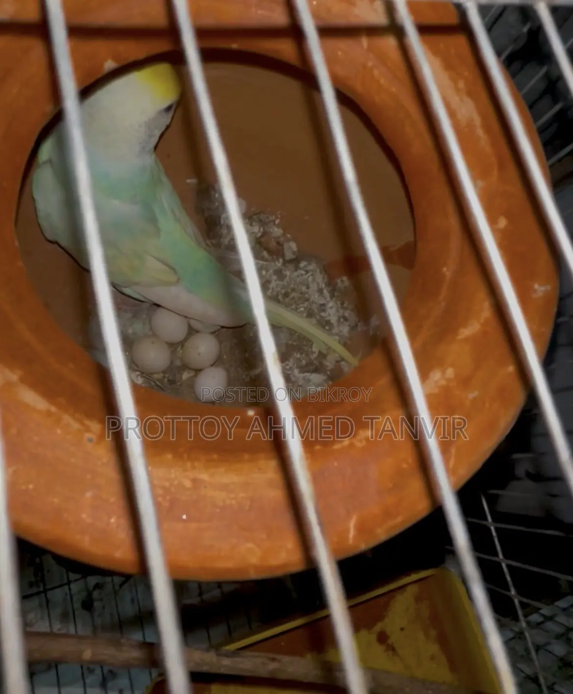 A Pair of Rainbow Budgie Birds with Eggs for Sale