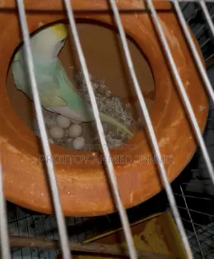 A Pair of Rainbow Budgie Birds with Eggs for Sale