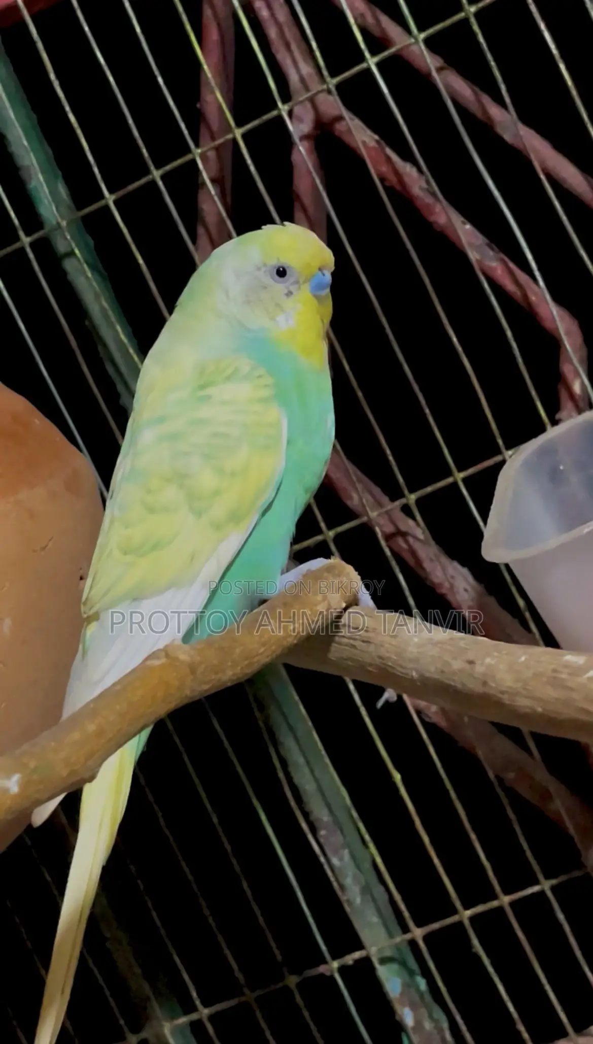A Pair of Rainbow Budgie Birds with Eggs for Sale
