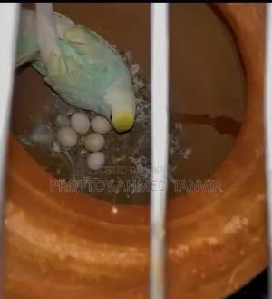 A Pair of Rainbow Budgie Birds with Eggs for Sale