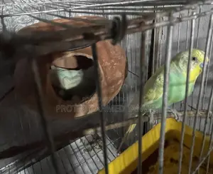 A Pair of Rainbow Budgie Birds with Eggs for Sale