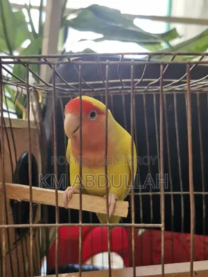 লাভ বার্ড, সুপার টেম বার্ড