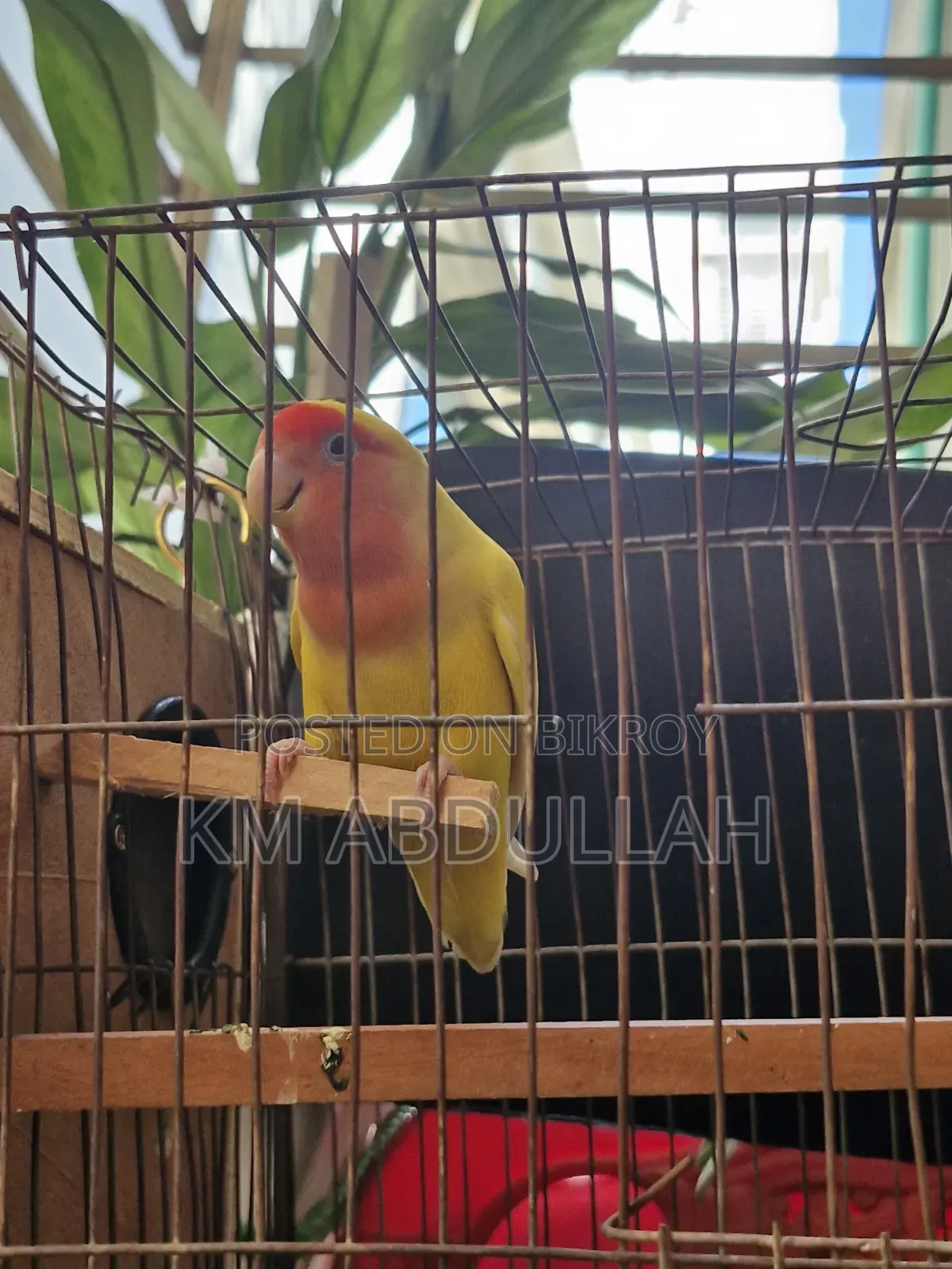 লাভ বার্ড, সুপার টেম বার্ড