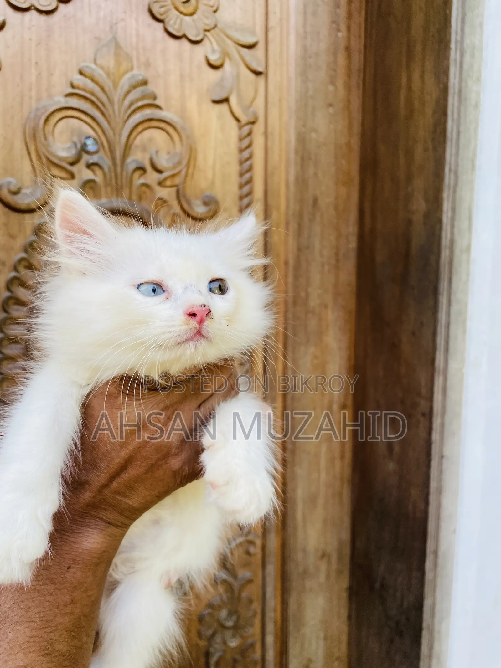 1-3 months Male Purebred Turkish Angora
