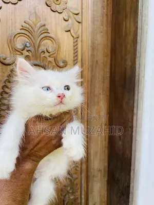 1-3 months Male Purebred Turkish Angora