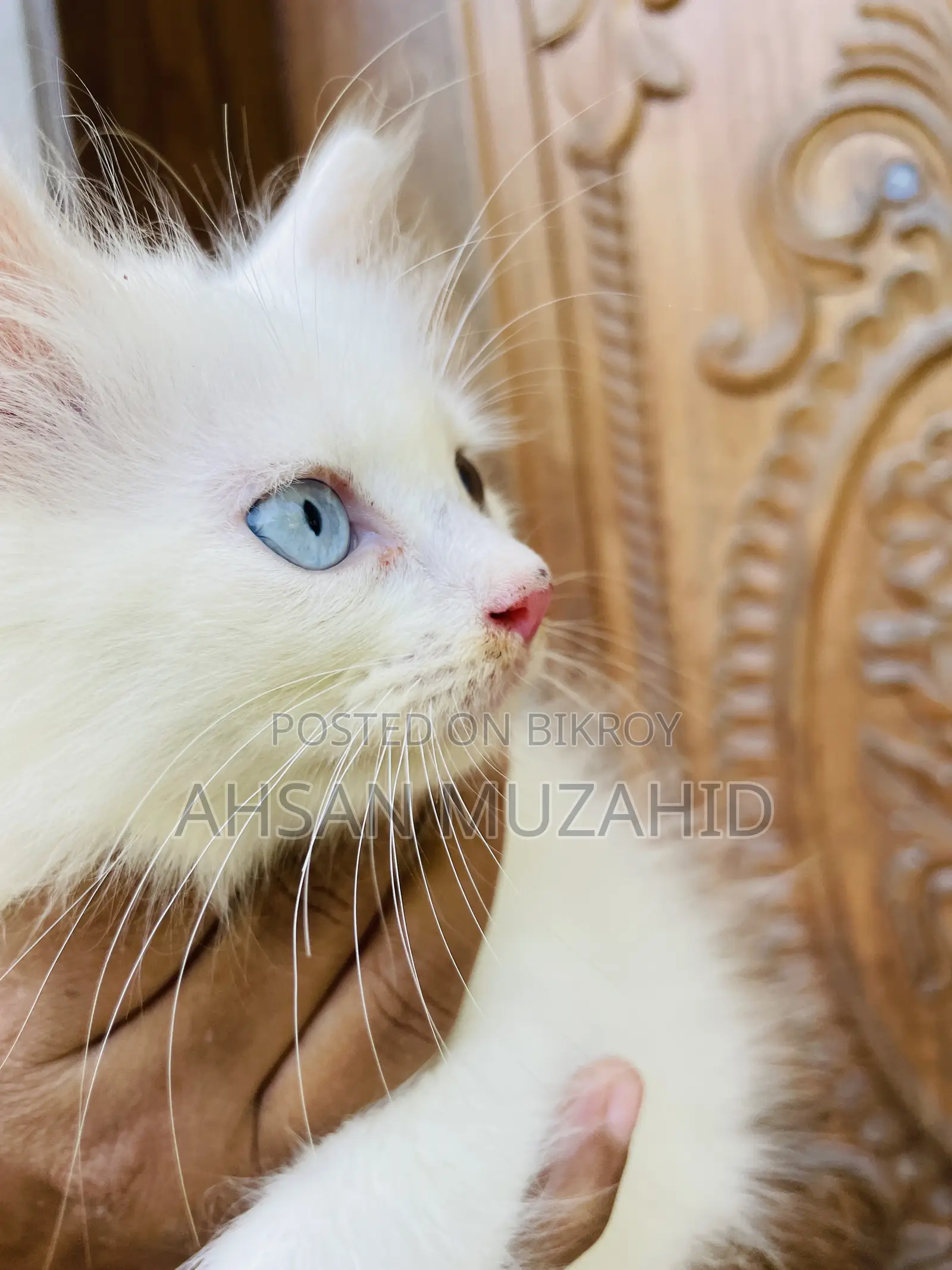 1-3 months Male Purebred Turkish Angora