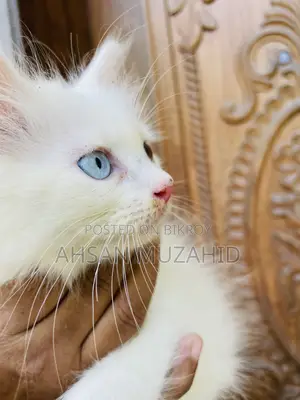 1-3 months Male Purebred Turkish Angora