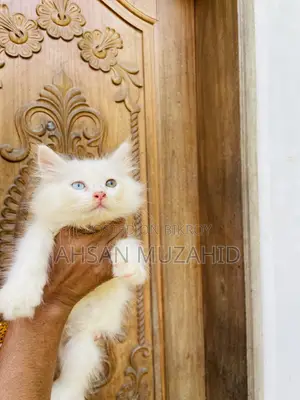 1-3 months Male Purebred Turkish Angora