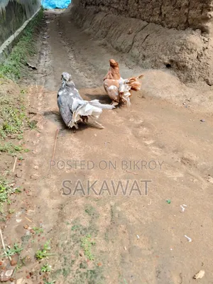Running Lakha Pigeon