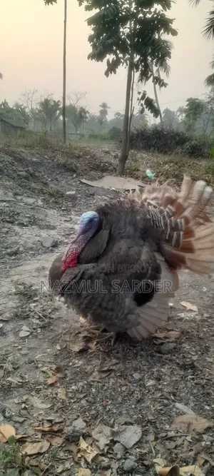 Turkey Chicken