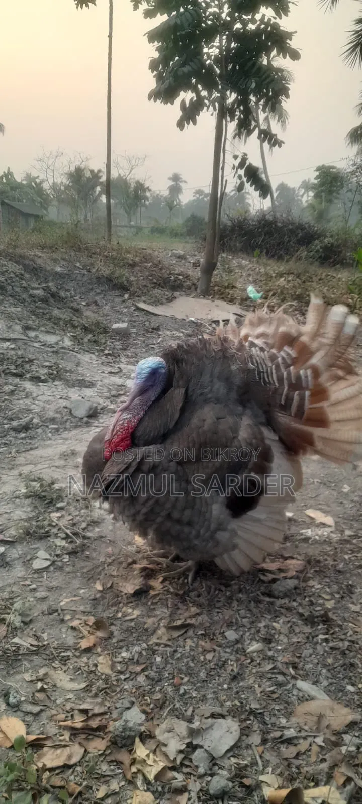 Turkey Chicken