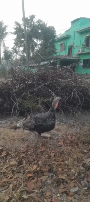 Turkey Chicken