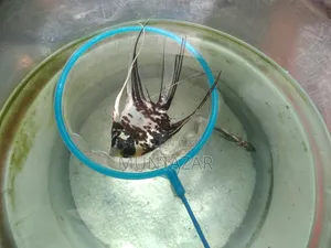 ২ জোড়া সিলভার মার্বেল এঞ্জেলফিশ জোড়া - সুস্থ, সক্রিয় এবং প্রজননের জন্য প্রস্তুত
