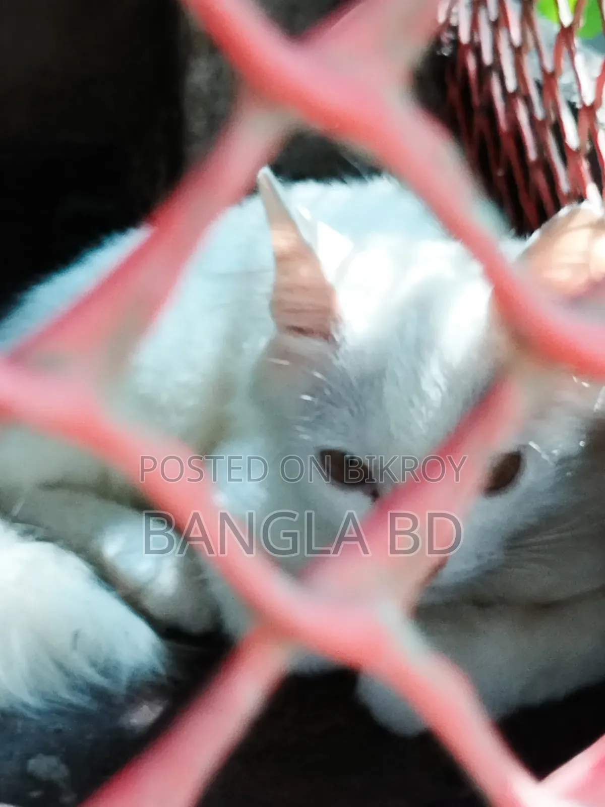 1-3 months Female Purebred Persian