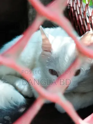 1-3 months Female Purebred Persian