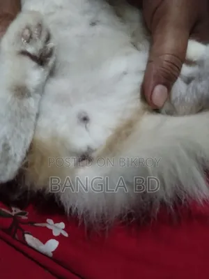 1-3 months Female Purebred Persian
