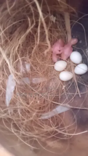 ১০০% কনফার্ম ব্রীডিং ও রানিং জাভা পাখির জোড়া বিক্রয়