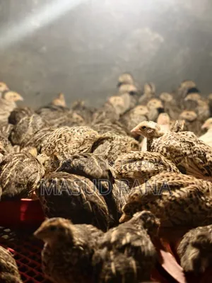৫০ টাকা পিস। বয়স ২৭ দিন