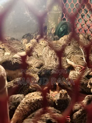 ৫০ টাকা পিস। বয়স ২৭ দিন