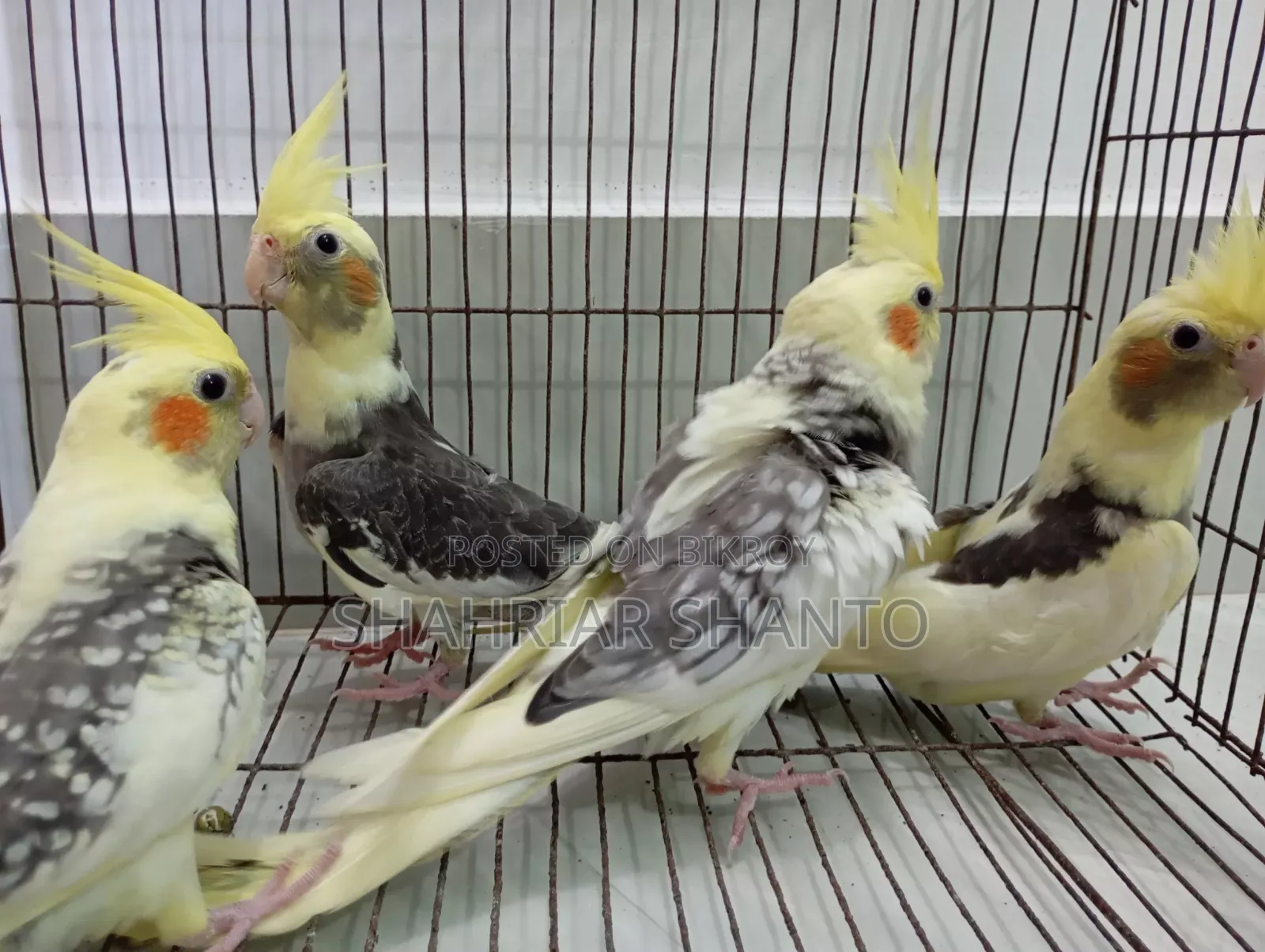 4 Cockatiel birds for sale