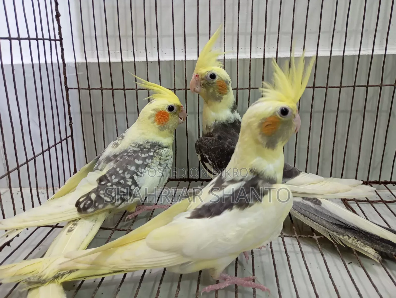 4 Cockatiel birds for sale