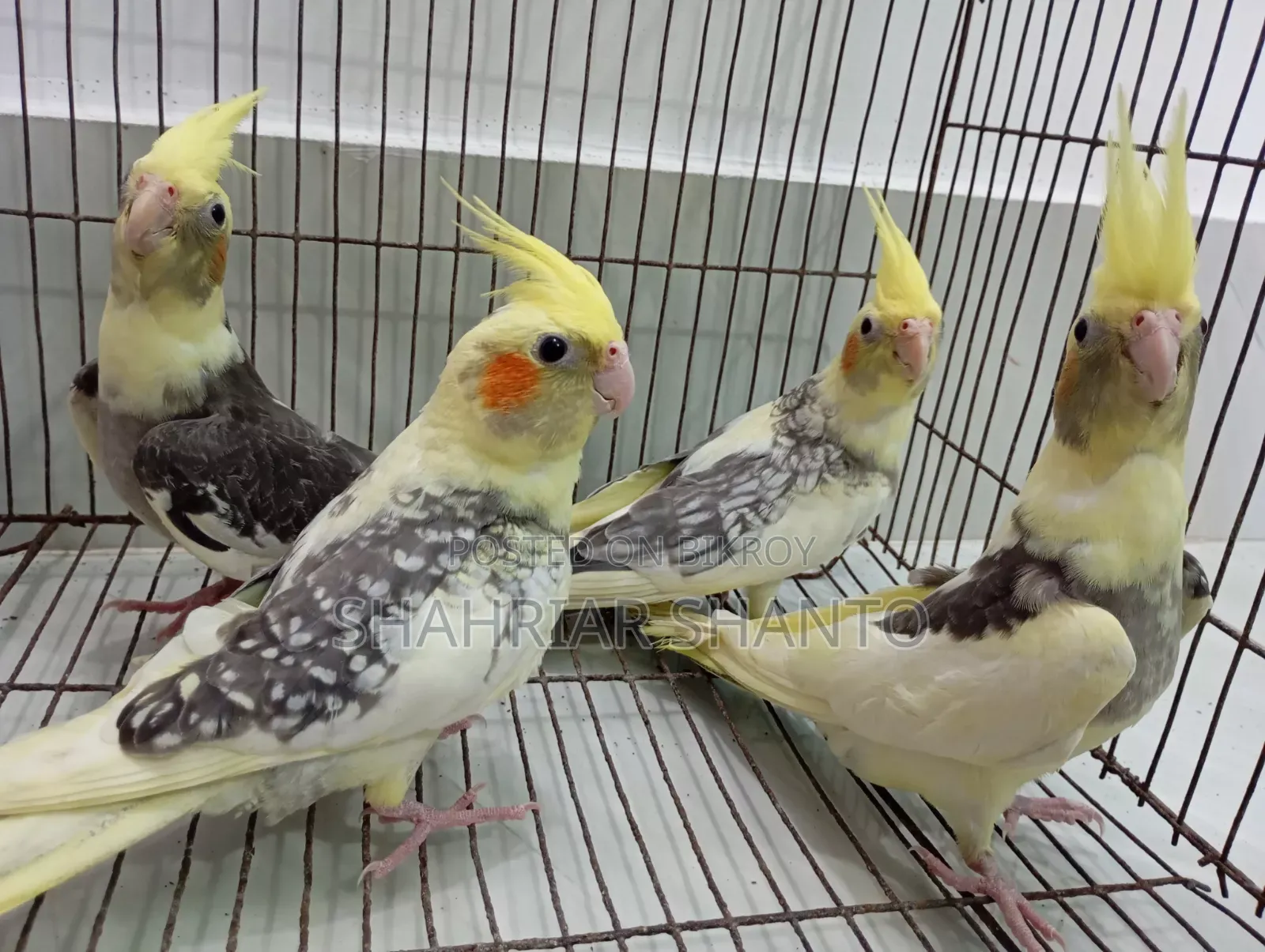 4 Cockatiel birds for sale