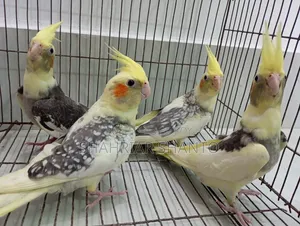 4 Cockatiel birds for sale