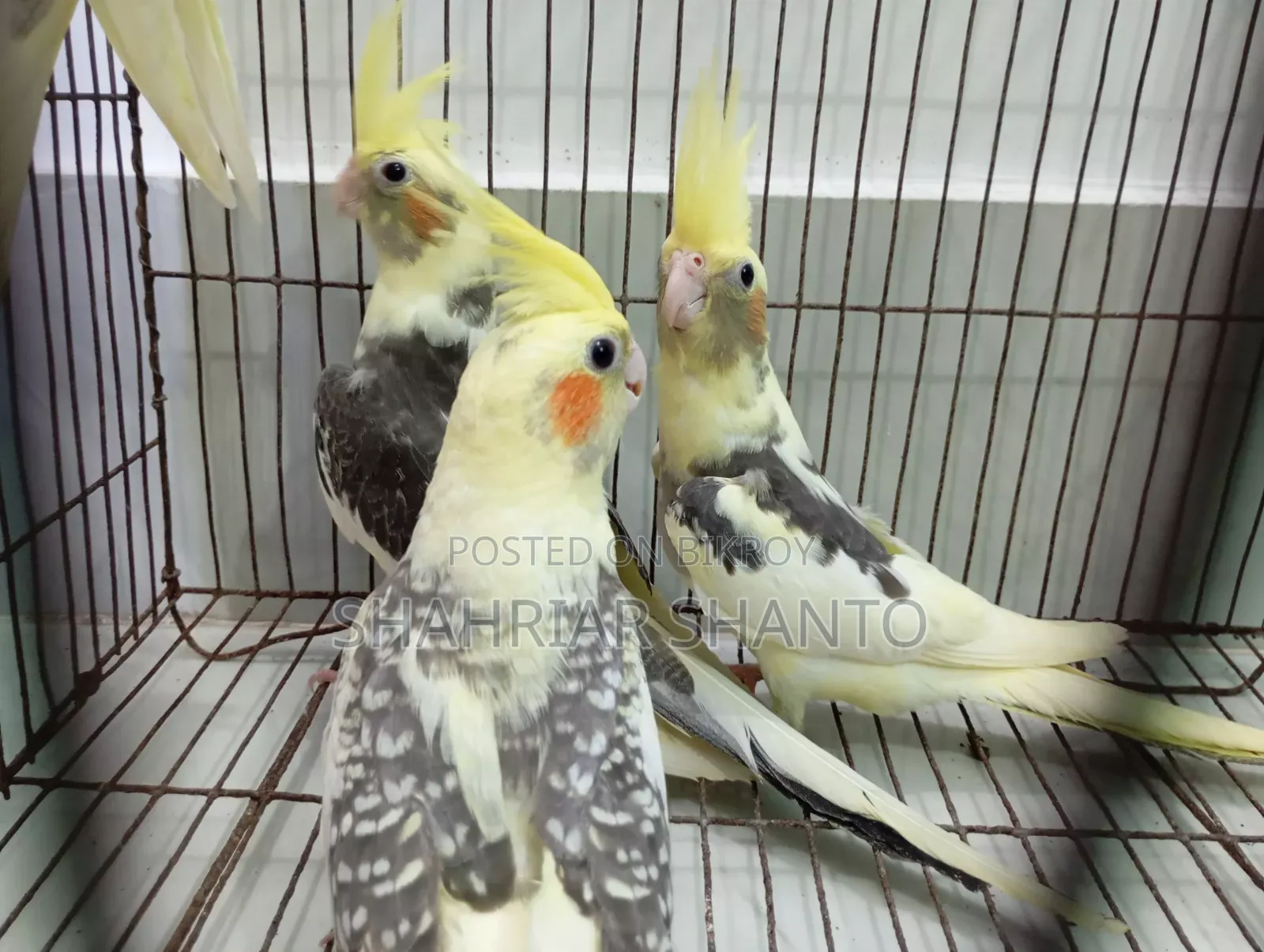 4 Cockatiel birds for sale
