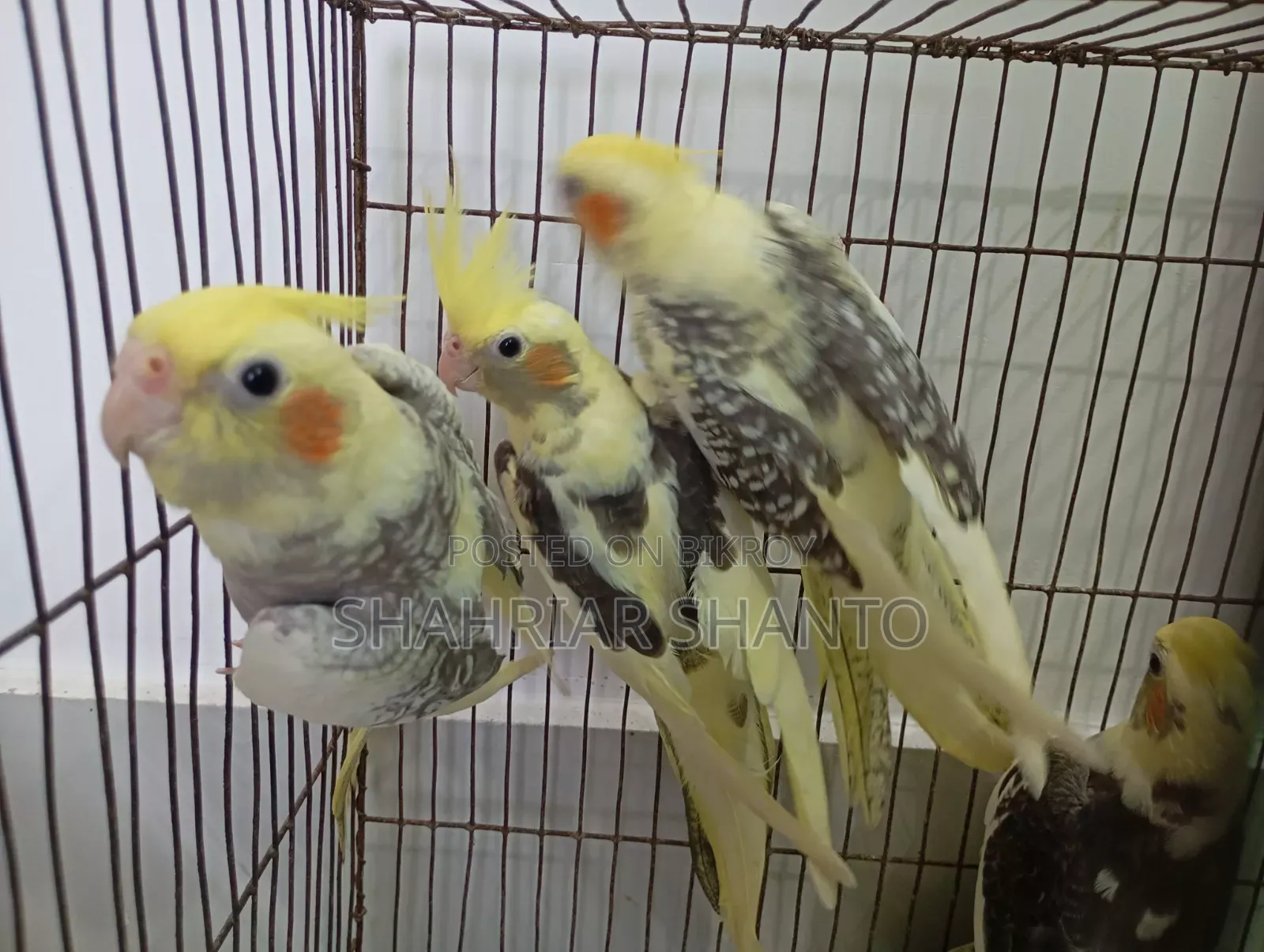 4 Cockatiel birds for sale