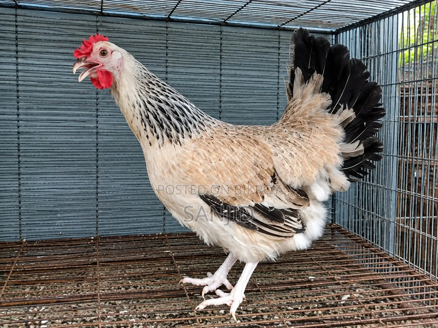 Egg-laying Running Chicken